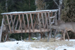 rawdeer_2001_03_20110302_1126531469