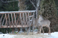 rawdeer_2001_03_20110302_1427164588