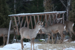 rawdeer_2001_03_20110302_1650392073