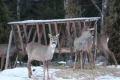 rawdeer_2001_03_20110302_1730144664